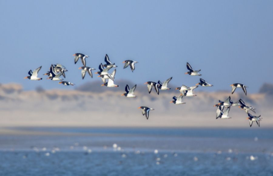 sliderfotovogel-0545f04d afbeelding Waddenhaven Texel: vaartochten vaartochten texel, varen texel, varen naar texel