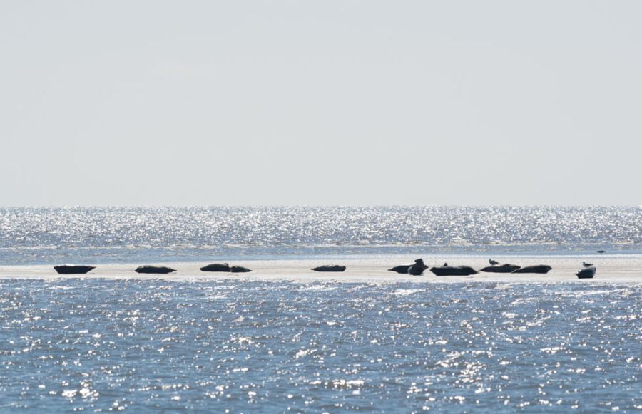 razendebol-48cc8e89 afbeelding Waddenhaven Texel: vaartochten vaartochten texel, varen texel, varen naar texel