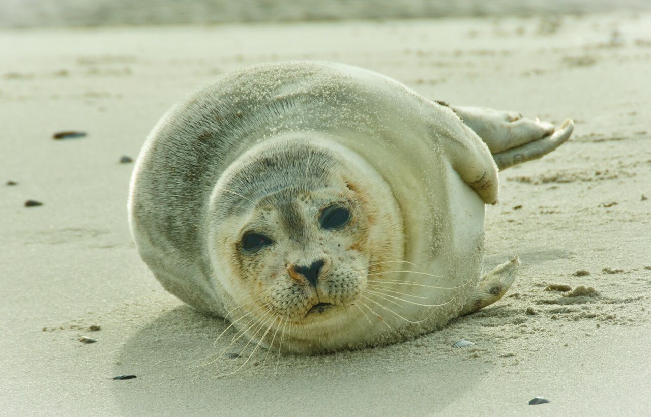 vaarinformatie-2-d5560ec9 afbeelding Waddenhaven Texel: vaarinformatie vaarkaart waddenzee, waterstanden waddenzee, vaartijd texel, varen texel, waddenzee eb en vloed